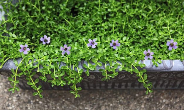 Bacopa Monnieri Offers Protection Against Alzheimer’s Disease