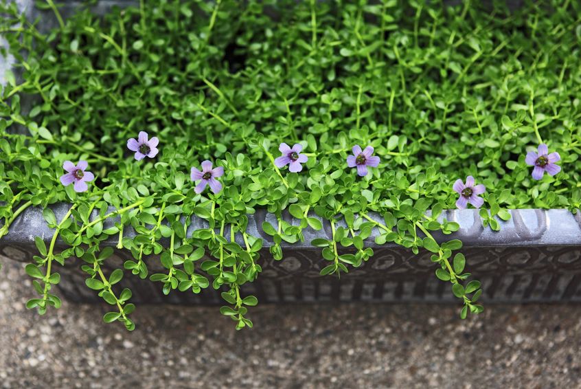 Bacopa Monnieri Offers Protection Against Alzheimer’s Disease