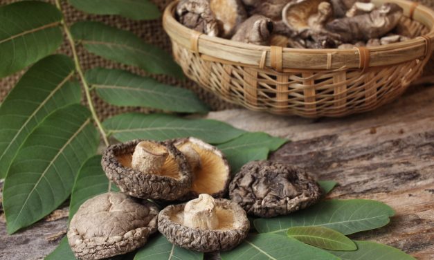 Medicinal Mushrooms and Breast Cancer: What is the latest research?