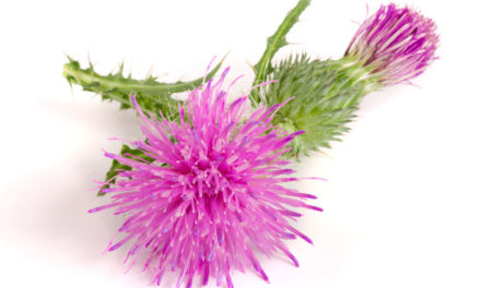 The Health Benefits of Milk Thistle