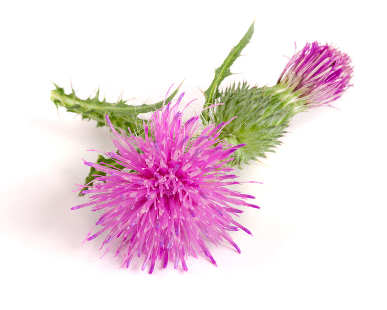 The Health Benefits of Milk Thistle